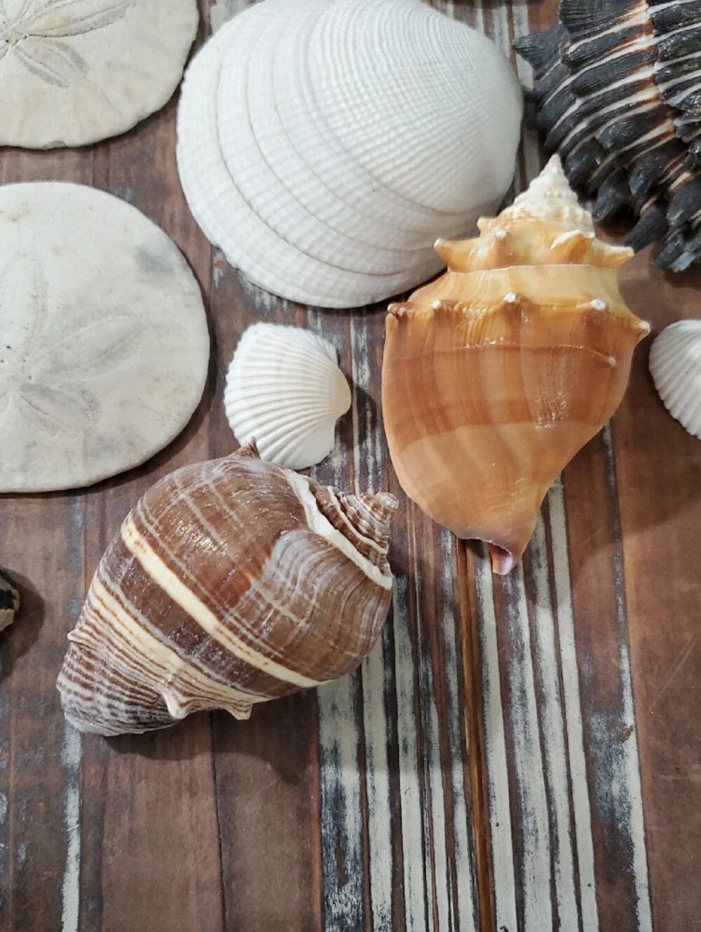 Natural Seashells Beach Coastal Decor Crafts Nautical